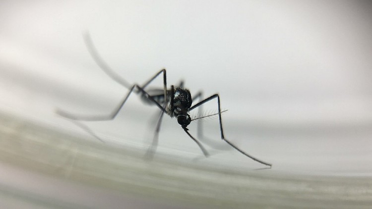 O mosquito Haemagogus leucocelaneaus é vetor de febre amarela silvestre (Foto: Josué Damacena/IOC/Fiocruz )