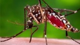 Mosquito haemagogus é um dos transmissores da forma rural da febre amarela (Foto: Reprodução/TV Globo)