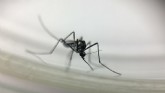 O mosquito Haemagogus leucocelaneaus é vetor de febre amarela silvestre (Foto: Josué Damacena/IOC/Fiocruz )