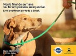 Foto: Divulgação Pedigree.