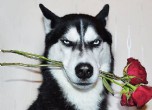 Foto: Reprodução/Instagram/huskyanuko